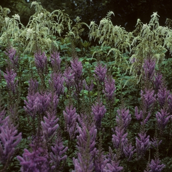 Astilbe x arendsii 'Prof van de Weilen'