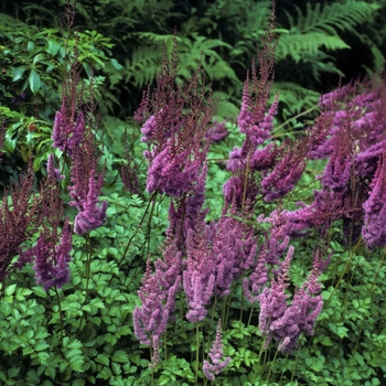 Astilbe chinensis var. taquetii 'Purple Lance' 