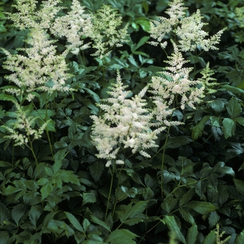 Astilbe x arendsii 'Queen Alexander'