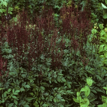 Astilbe x arendsii 'Rotlicht' 