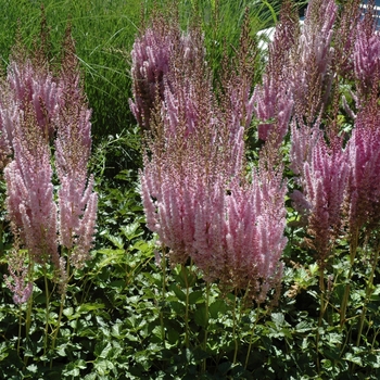 Astilbe chinensis var. taquetii