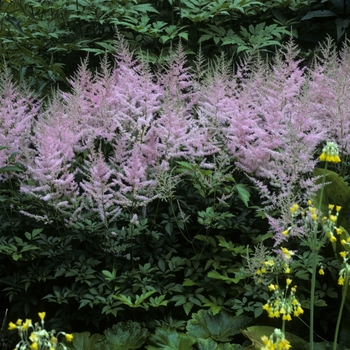 Astilbe x arendsii 'Venus'