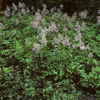 Astilbe x arendsii 'Vesuvius' 