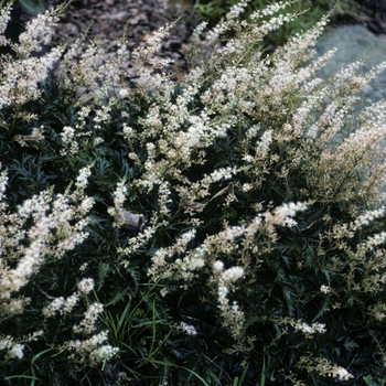 Astilbe simplicifolia 'William Buchanan'