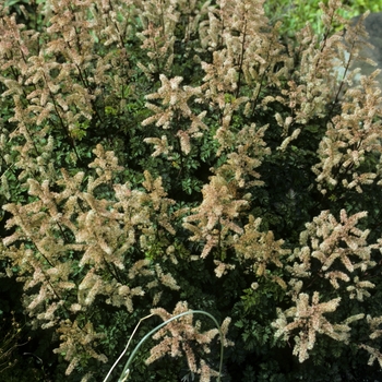 Astilbe microphylla var saisuensis