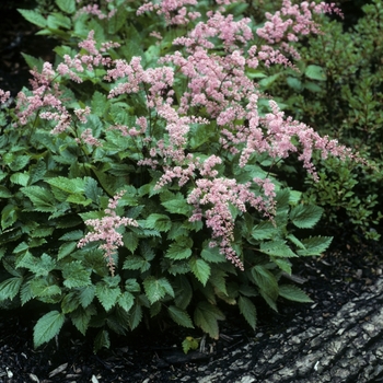 Astilbe simplicifolia 'Rosea' 