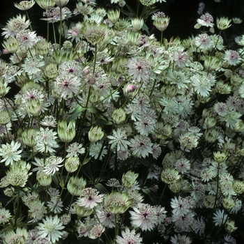 Astrantia major