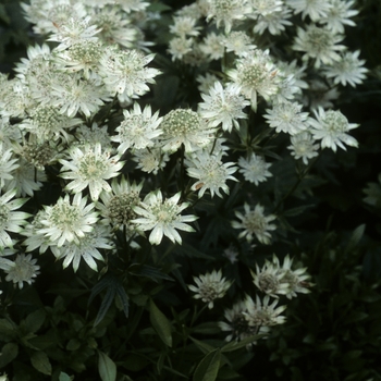 Astrantia major 'Involucrata'