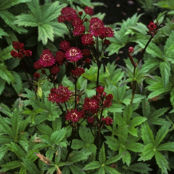 Astrantia major 'Lars'