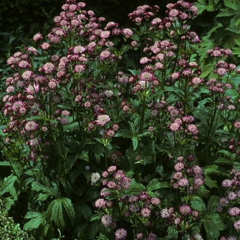 Astrantia major 'Rubra' 