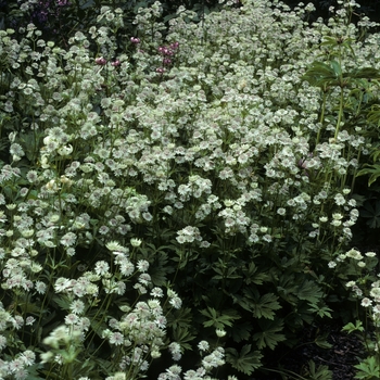 Astrantia major 'Alba'