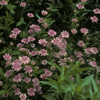 Astrantia maxima 