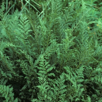 Athyrium filix-femina 'Victoriae' 