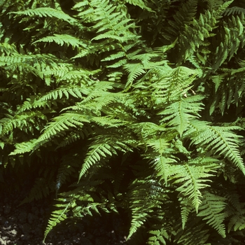 Athyrium filix-femina 'Minuitissima'