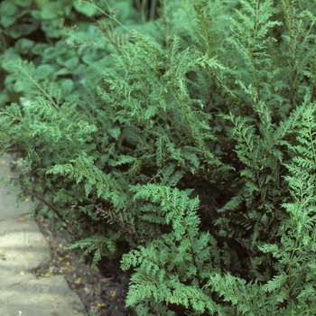 Athyrium filix-femina 'Plumosa-Cristata'