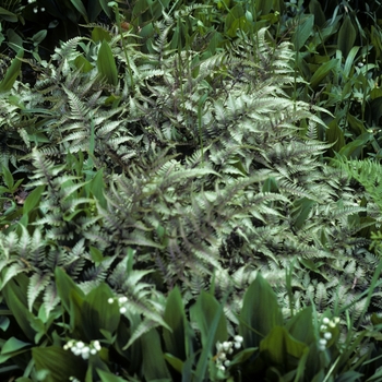 Athyrium frangulum