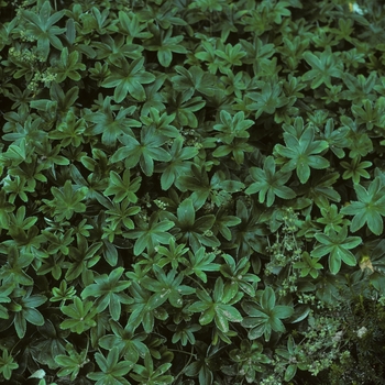 Alchemilla alpina