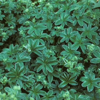 Alchemilla conjuncta 