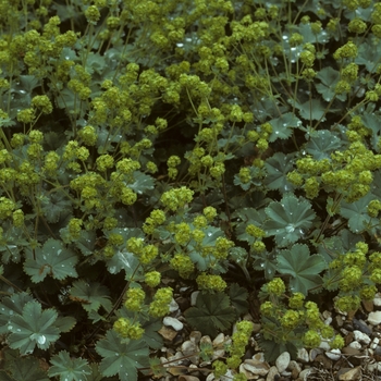 Alchemilla erythropoda 