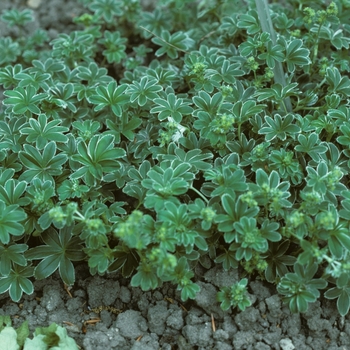 Alchemilla flabellata 