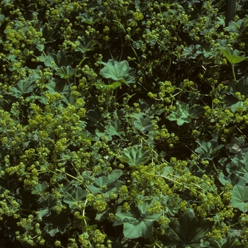 Alchemilla lapeyrousii