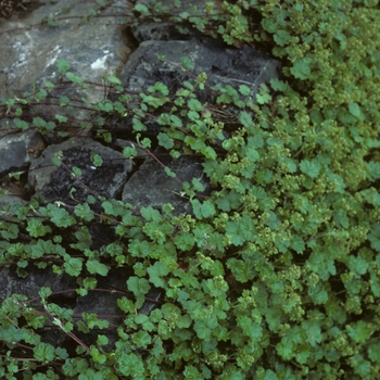 Alchemilla pectinata