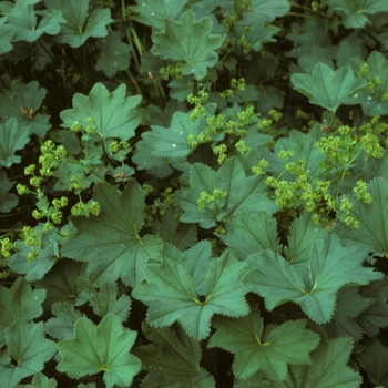 Alchemilla straminea