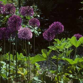 Allium aflatunense 'Purple Sensation'