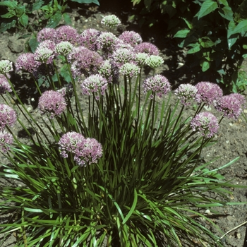 Allium angulosum