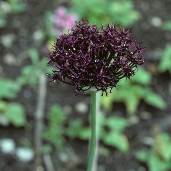 Allium atropurpureum 