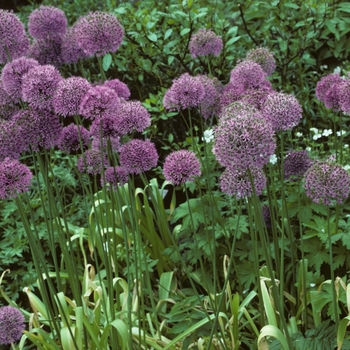 Allium aflatunense