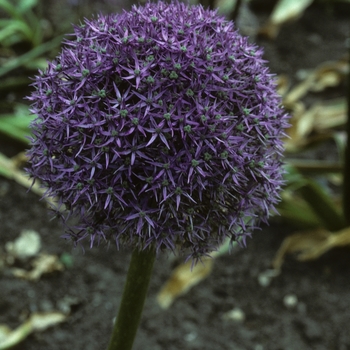 Allium christophii 'Beauregard'