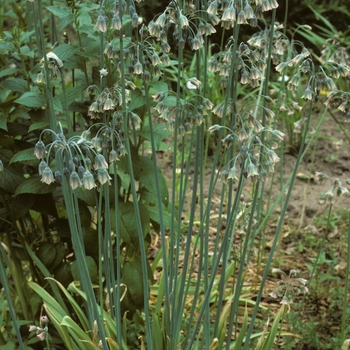 Allium bulgaricum