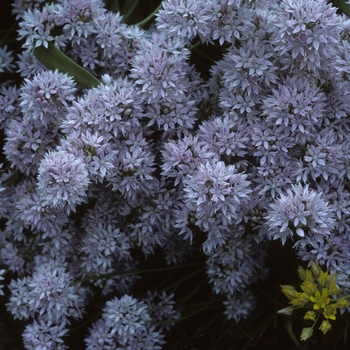 Allium campanulatum