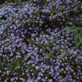 Aster novae-angliae 'Hella Lacy' 