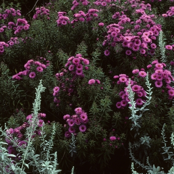 Aster novae-angliae 'Lyle End Beauty' 