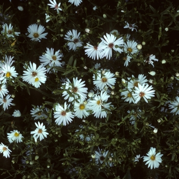 Aster novae-angliae 'Mt. Everest' 