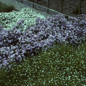 Aster novae-angliae 'Blue Gown' 