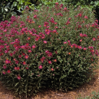 Aster novae-angliae 'September Ruby'