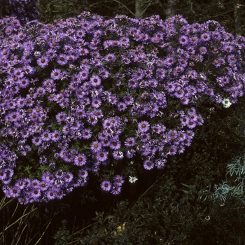 Aster novi-belgii 'Albanian' 