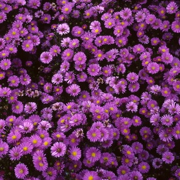 Aster novi-belgii 'Elta'