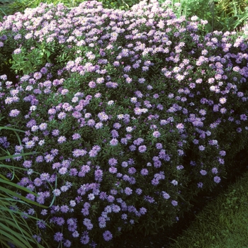 Aster novi-belgii 'Lady in Blue' 