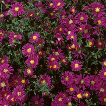 Aster novi-belgii 'Winston Churchill'