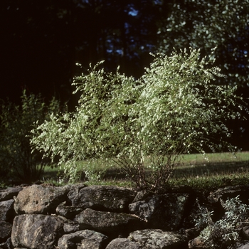 Aster pilosus