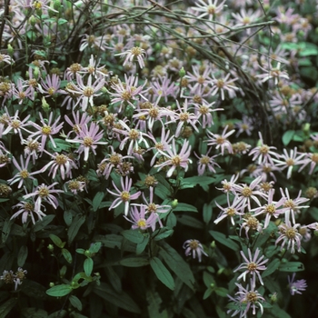 Aster radula 