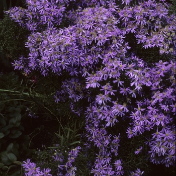 Aster sedifolius 'Nanus' 