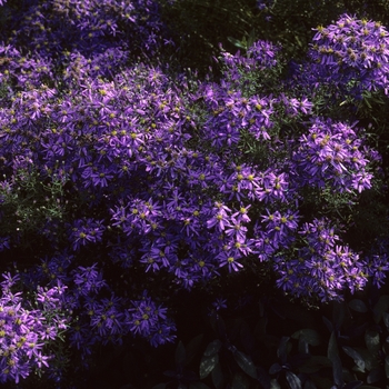 Aster sedifolius