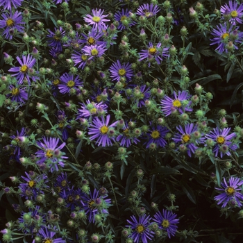 Aster spectabilis