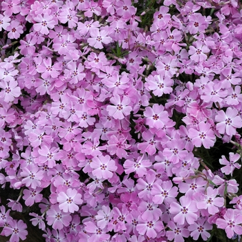 Phlox nivalis 'Eco Flirtie Eyes' 