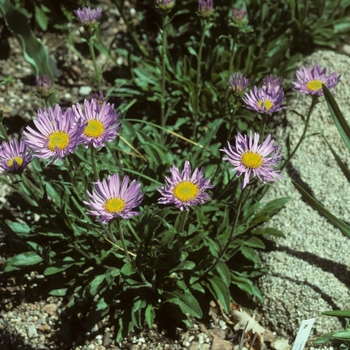 Aster tibeticus 